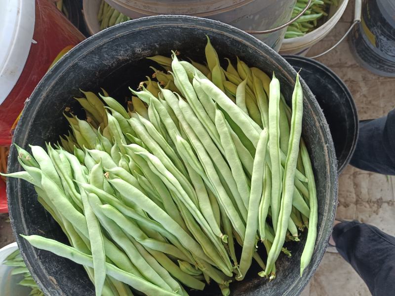 白芸豆