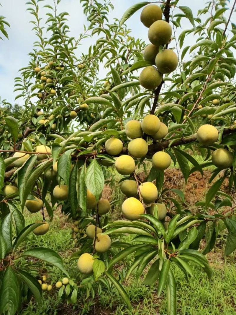 李子，青脆李，凤凰李，冰糖李上市中，高糖，高硬度