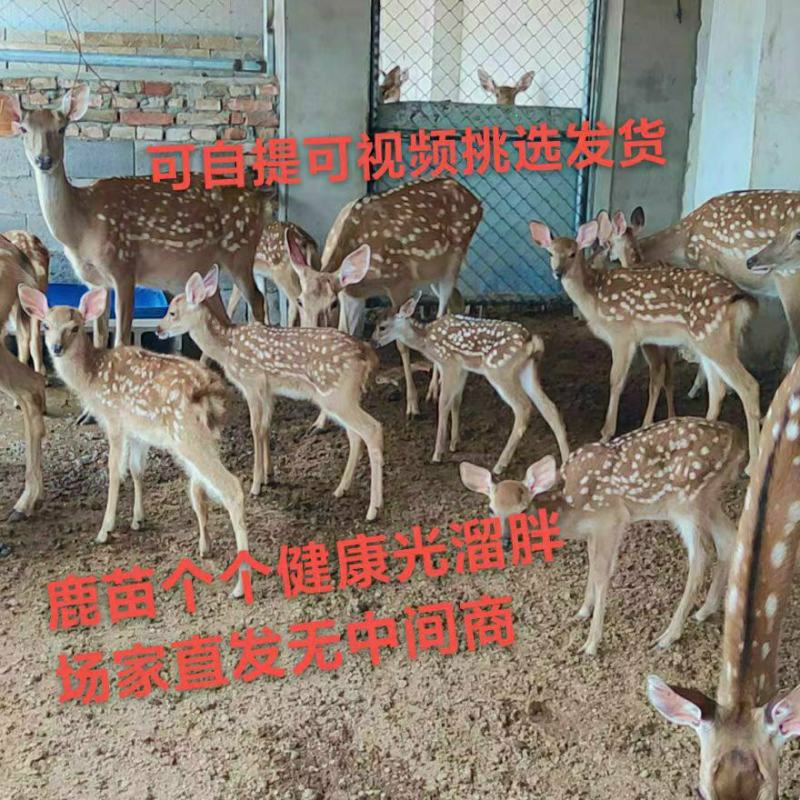 宠物鹿亲人梅花鹿景区动物园观赏全国适应养殖