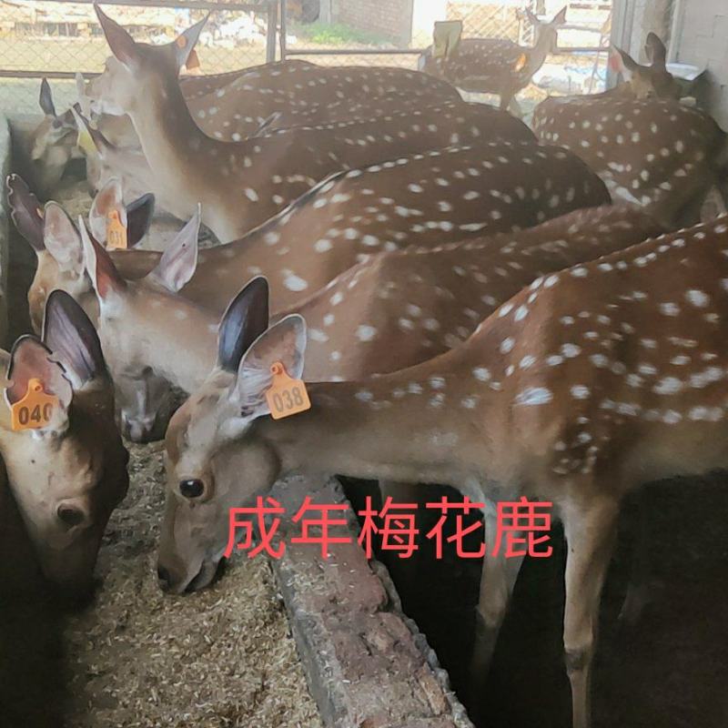 宠物鹿亲人梅花鹿景区动物园观赏全国适应养殖