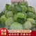 精品铁头包菜莲花白包菜，供应饺子厂加工厂，6-20斤