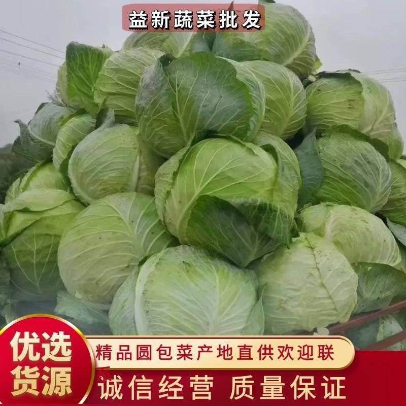 精品铁头包菜莲花白包菜，供应饺子厂加工厂，6-20斤