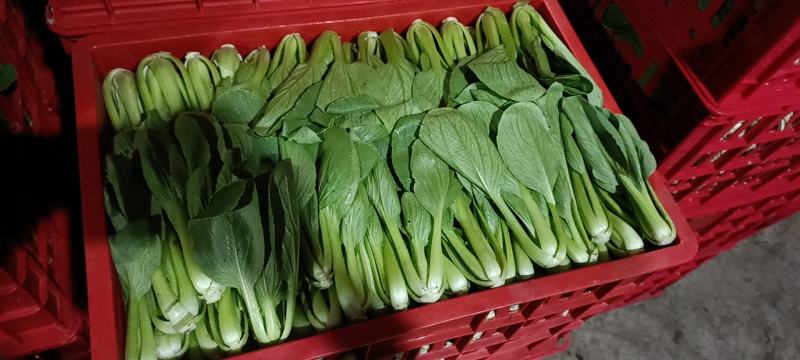 精品上海青，快菜，菜芯