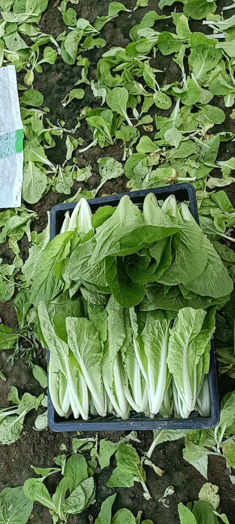 精品上海青，快菜，菜芯