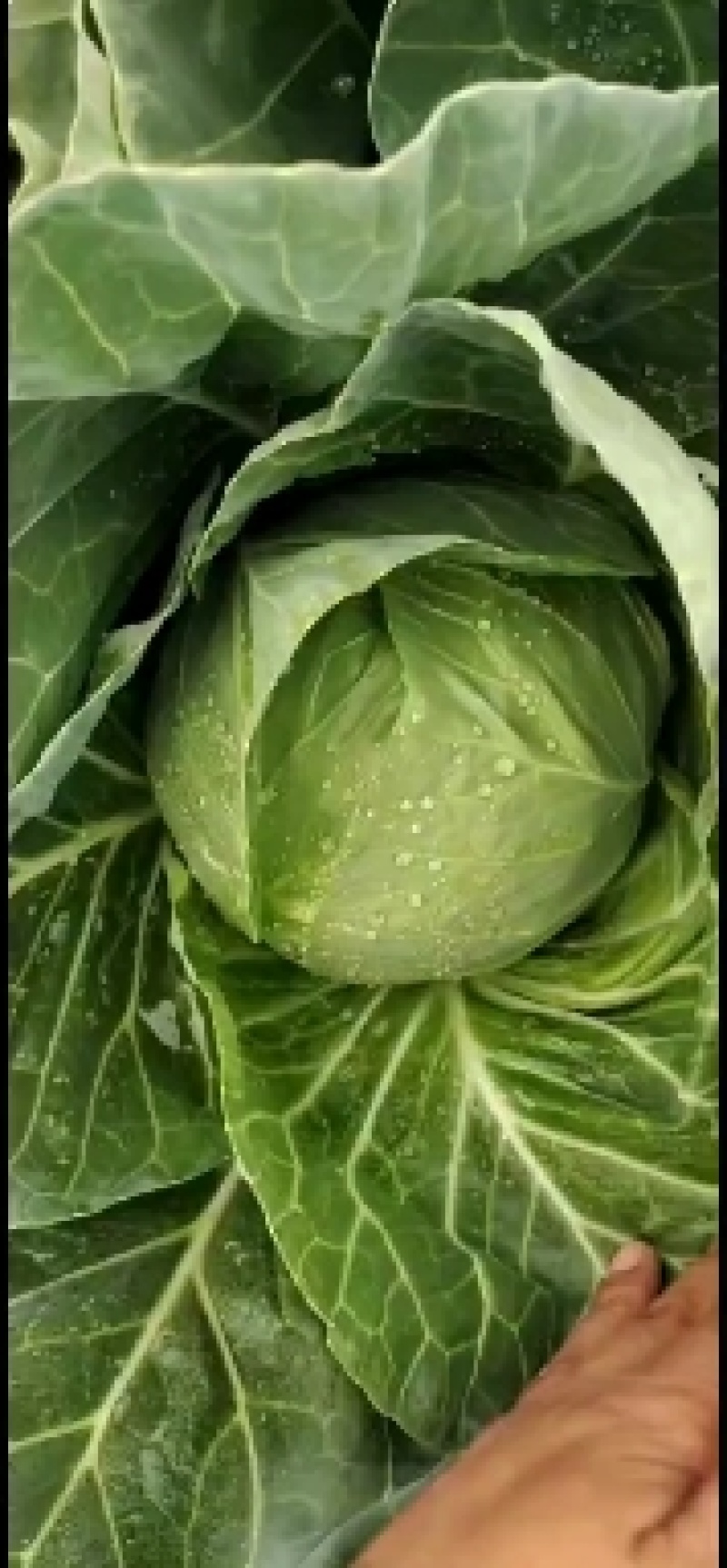张北甘蓝大量上市中！！