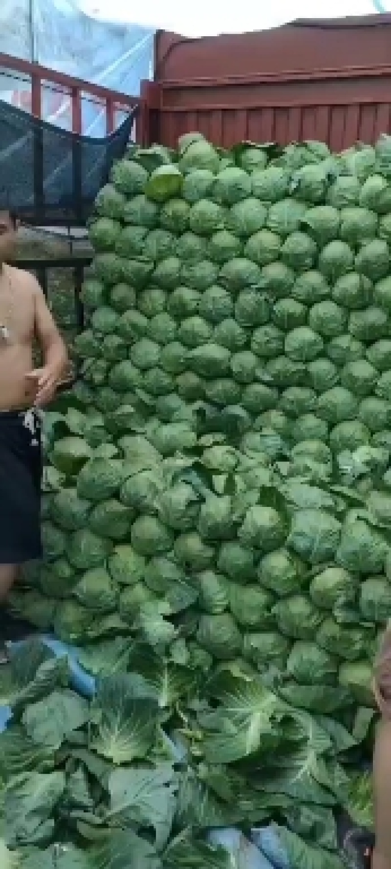 张北甘蓝大量上市中！！