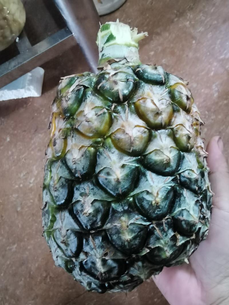 惠来高山网红菠萝甜过初恋，畅销全国，可以快递及批发。