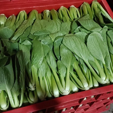 精品上海青，快菜，菜芯