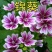 锦葵种子春播四季阳台庭院盆栽园林观花植物花籽多年生耐寒花