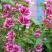 锦葵种子春播四季阳台庭院盆栽园林观花植物花籽多年生耐寒花