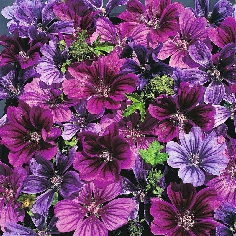 锦葵种子春播四季阳台庭院盆栽园林观花植物花籽多年生耐寒花