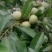 茂县青脆李上市中