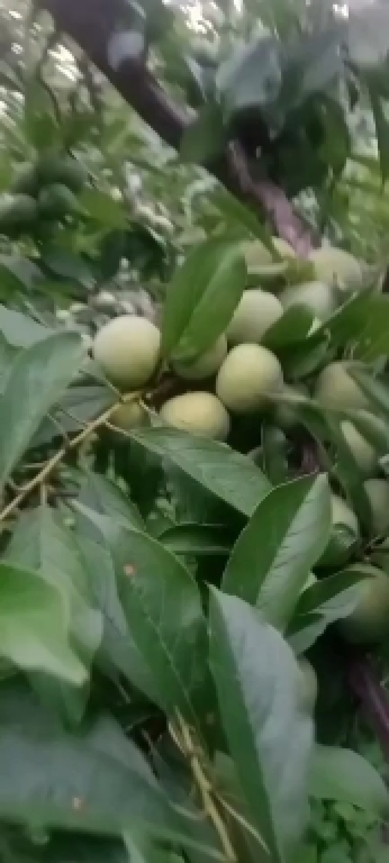 茂县青脆李上市中