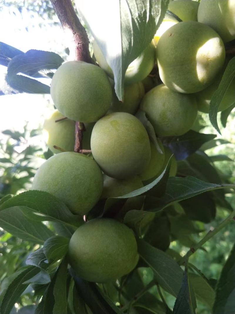 茂县青脆李上市中