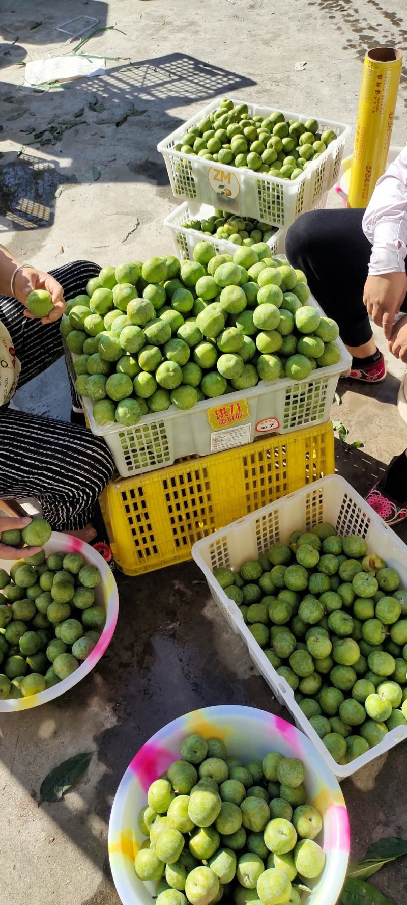 茂县青脆李上市中
