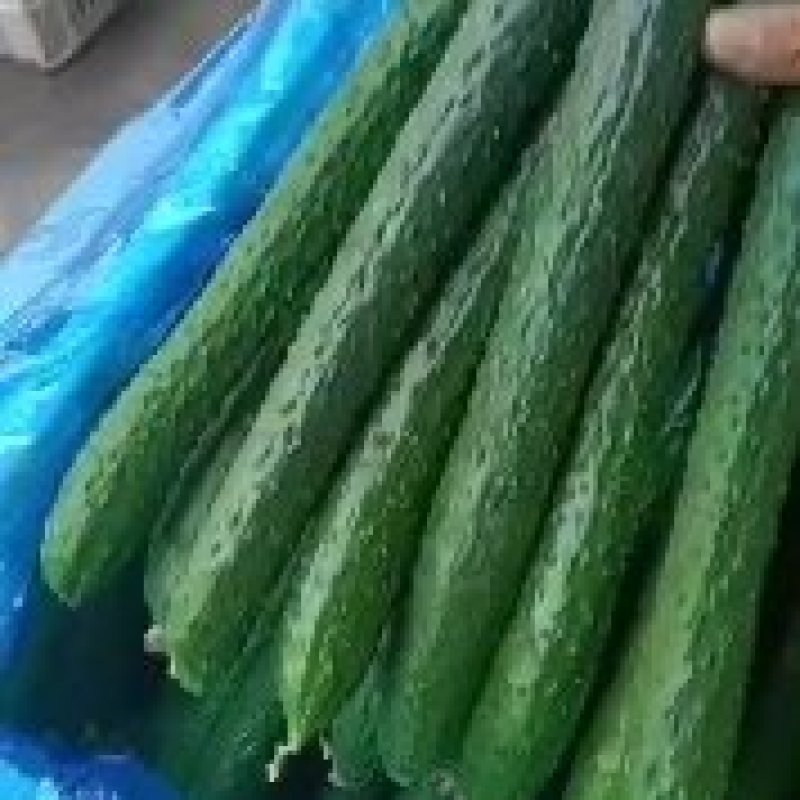 密刺黄瓜油量型陆地黄瓜大批量上市。现有陆地黄瓜千余亩。日
