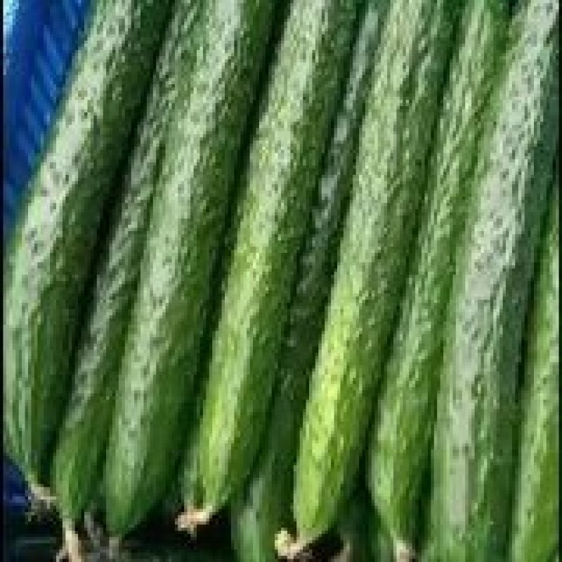 密刺黄瓜油量型陆地黄瓜大批量上市。现有陆地黄瓜千余亩。日