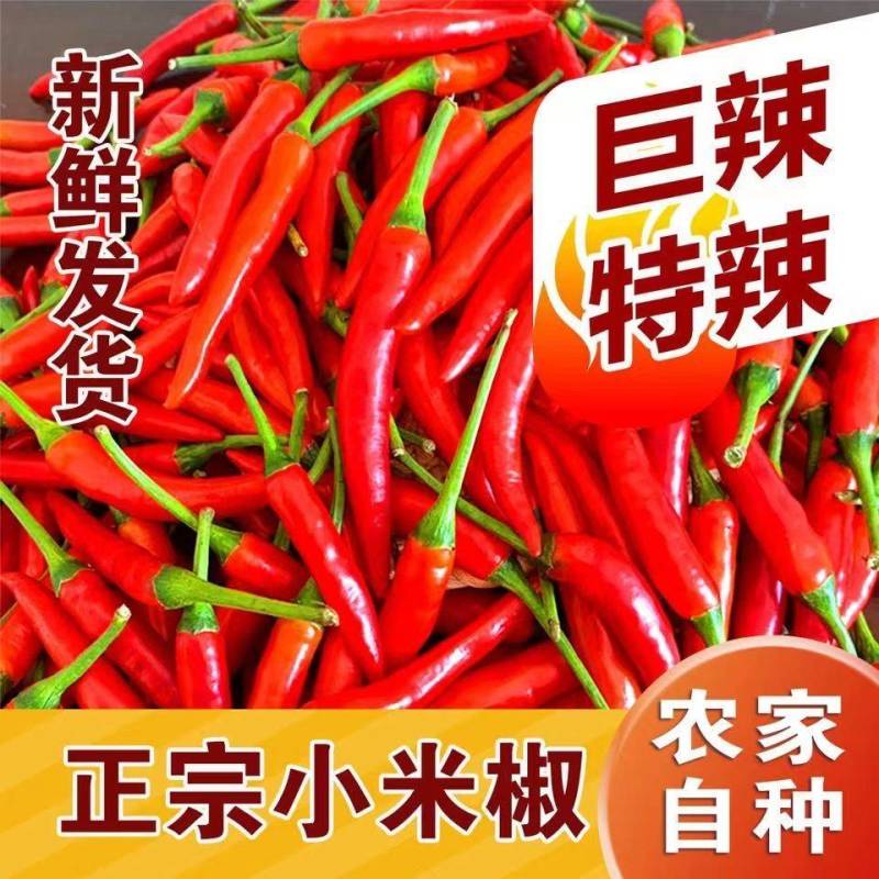 特辣小米椒