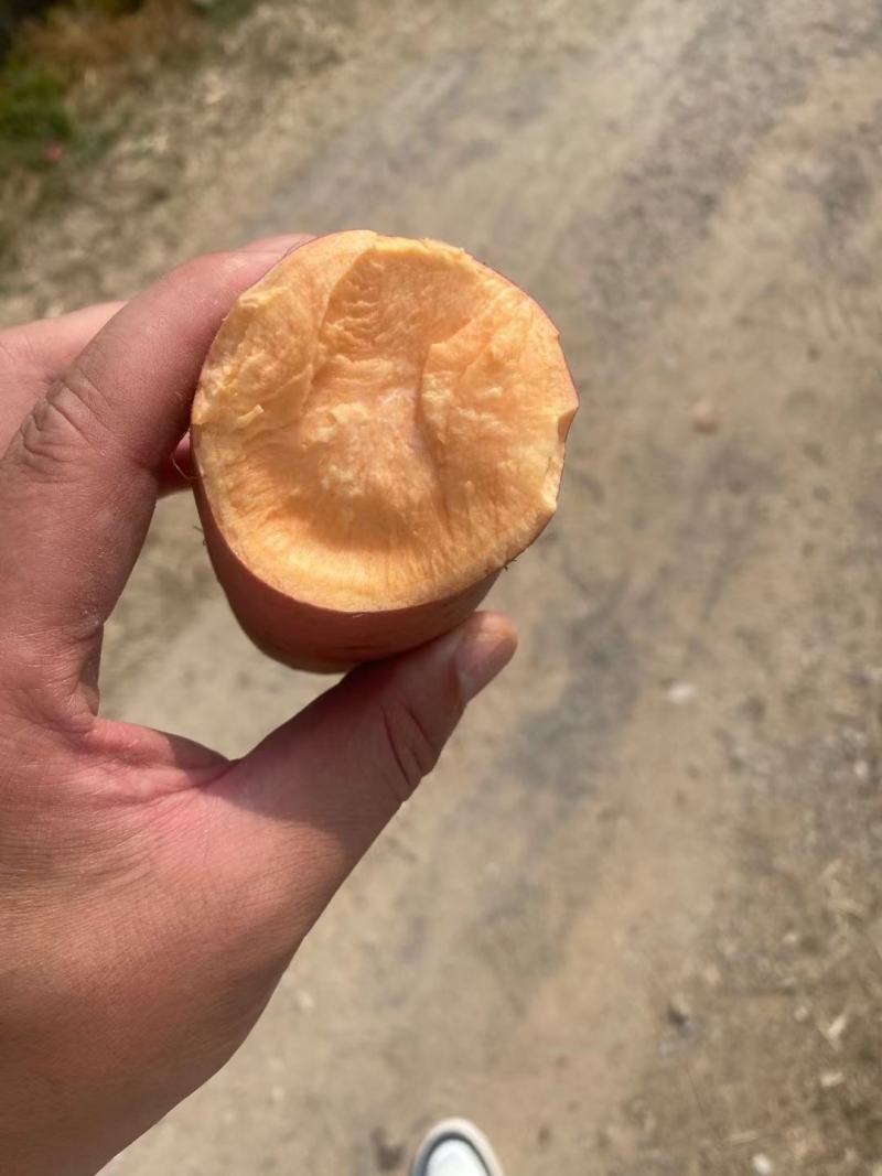 现挖红薯烟薯产地一手货源价格美丽欢迎客户来电咨询