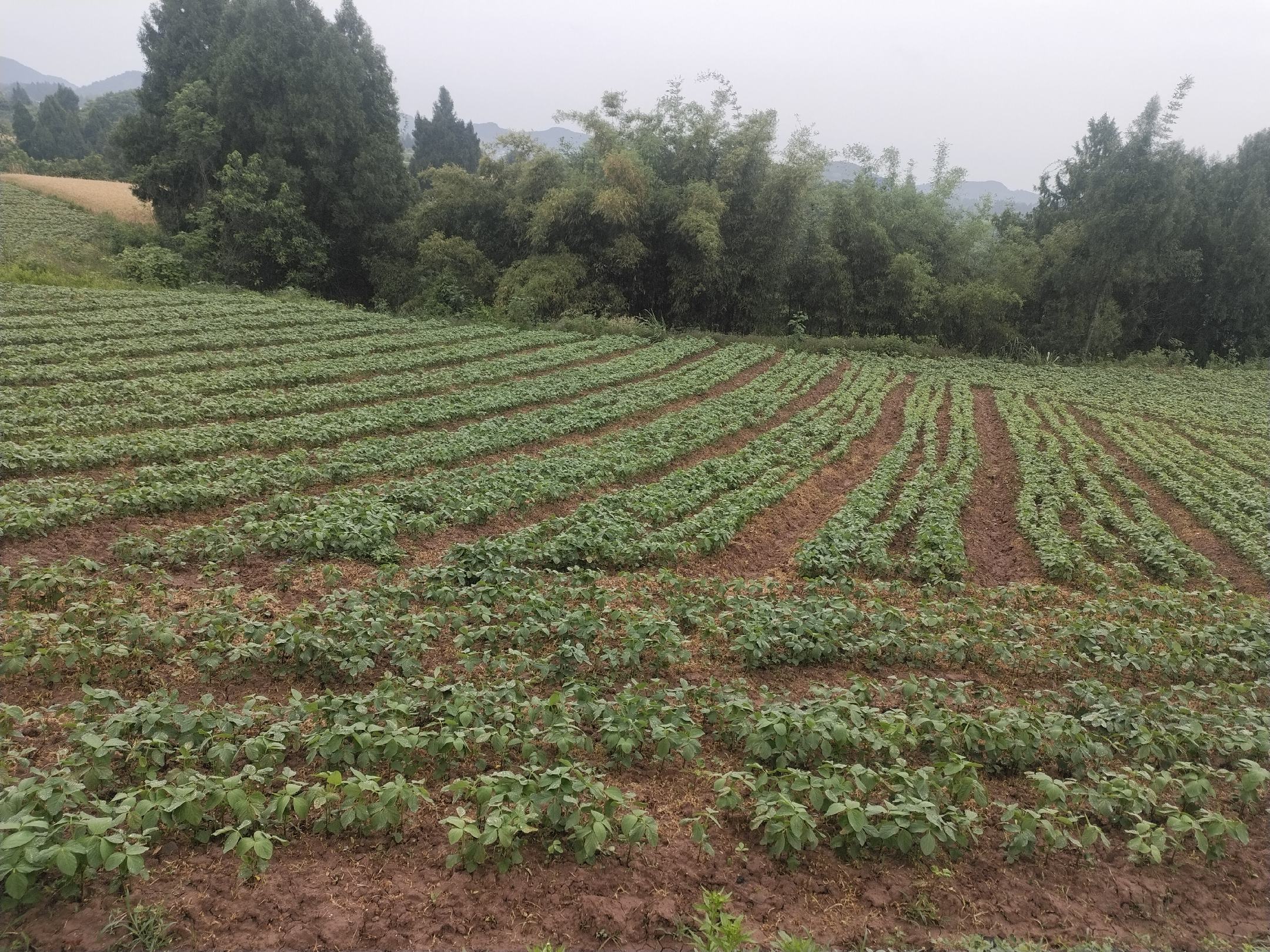 大豆田地