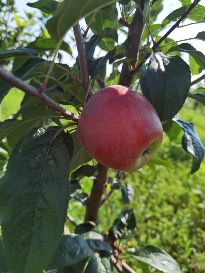 鲁丽早熟苹果