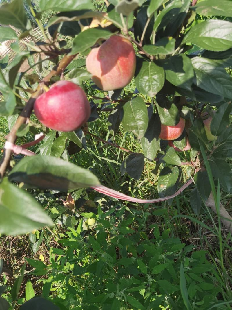 鲁丽早熟苹果