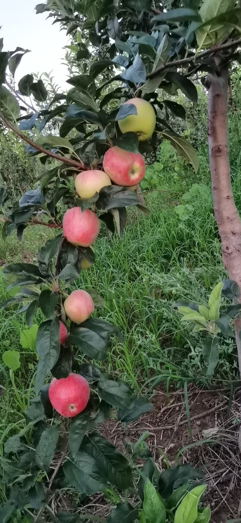 鲁丽早熟苹果