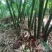 鲜竹笋