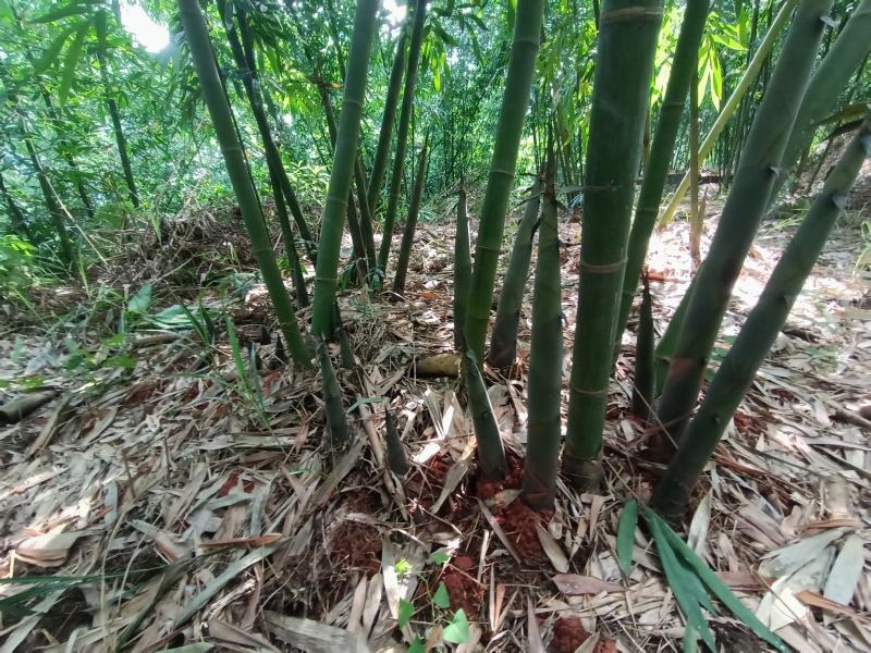 鲜竹笋