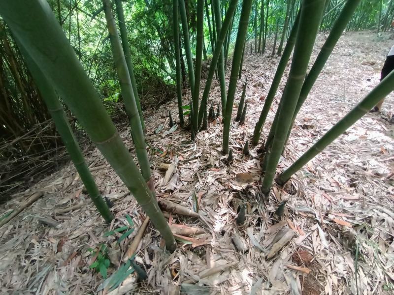 鲜竹笋