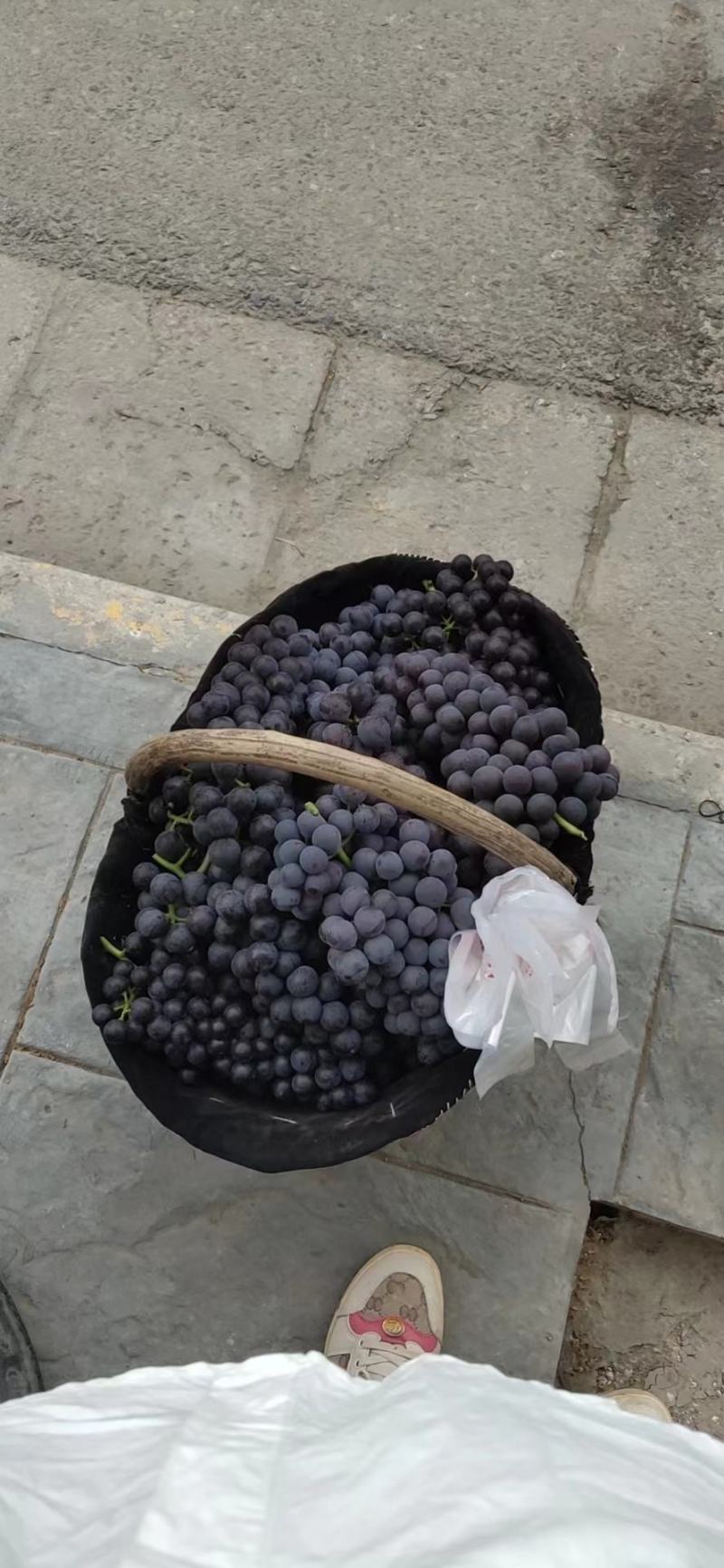 夏黑葡萄基地。大荔葡萄基地，大量供应各种葡萄