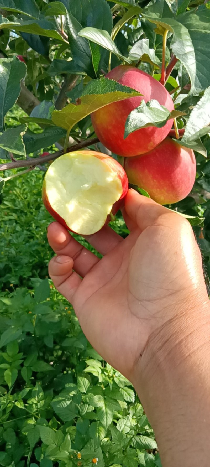 四川凉山盐源县。红嘎拉苹果现在大量上市。有需要的老板请与