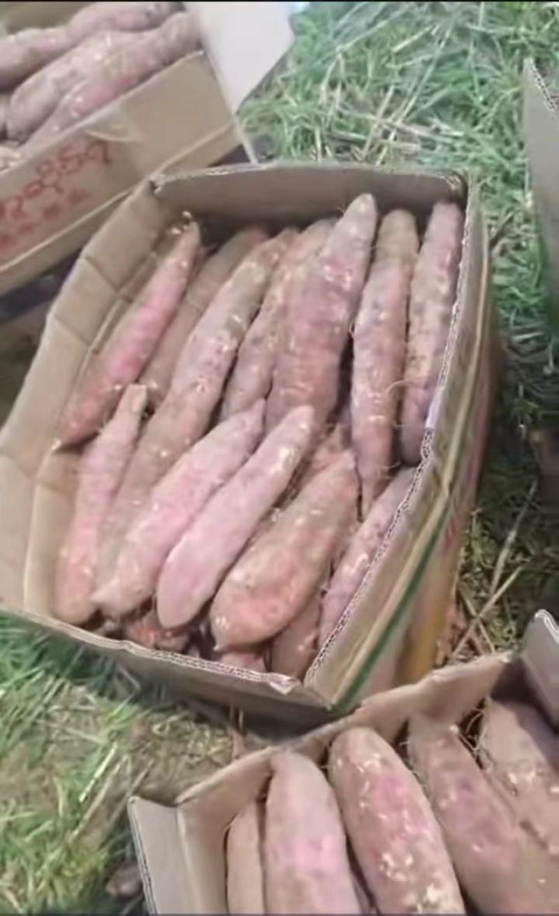 大荔县济薯26号，目前大量上市，欢迎新老顾客前来采购！！