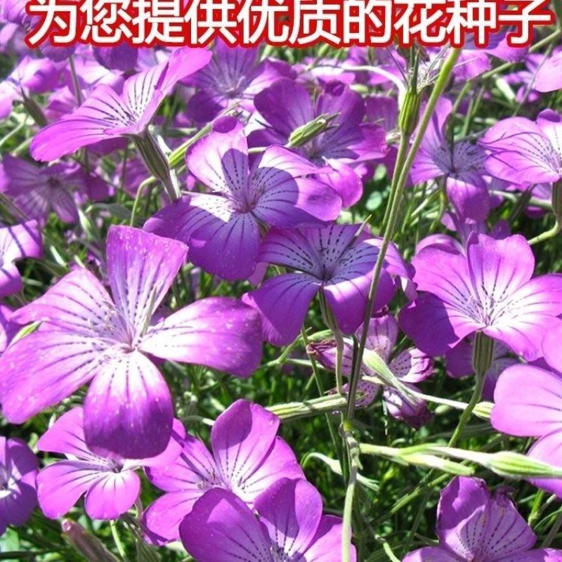 麦仙翁花种子，麦毒草草花种籽，耐旱花卉种子，景观绿化花卉