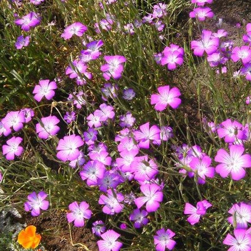 麦仙翁花种子，麦毒草草花种籽，耐旱花卉种子，景观绿化花卉