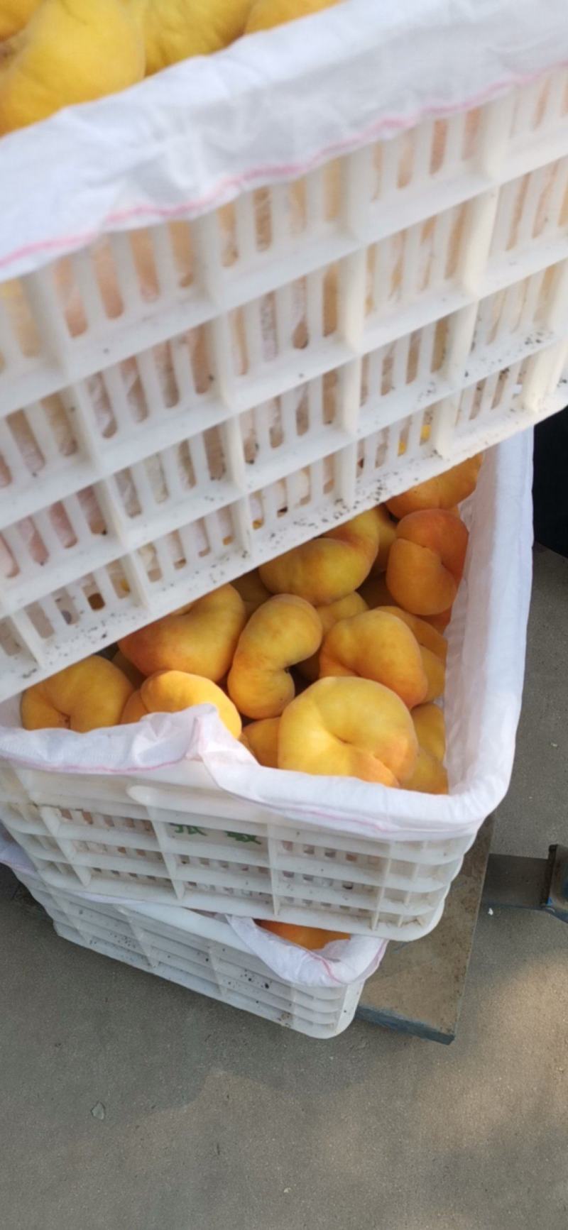 【推荐】毛蟠11号新桃上市价格美丽欢迎全国老板咨询