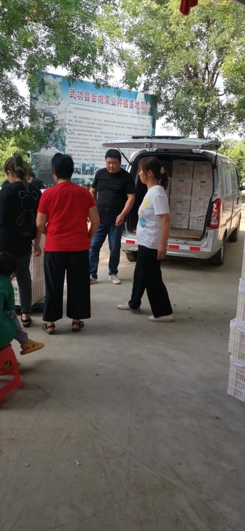 【推荐】毛蟠11号新桃上市价格美丽欢迎全国老板咨询