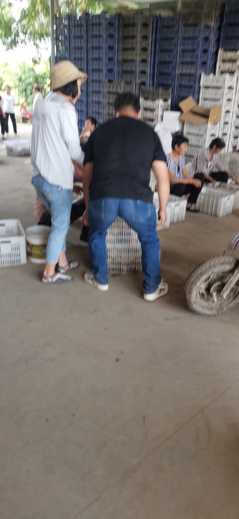 【推荐】毛蟠11号新桃上市价格美丽欢迎全国老板咨询