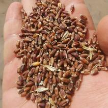石家庄黑小麦，紫小麦大量供应！量大从优！