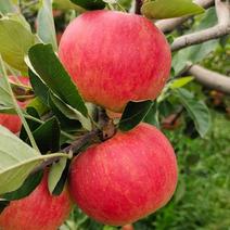 红露苹果是我们昭通最有名的颜色非常漂亮糖16个多皮薄