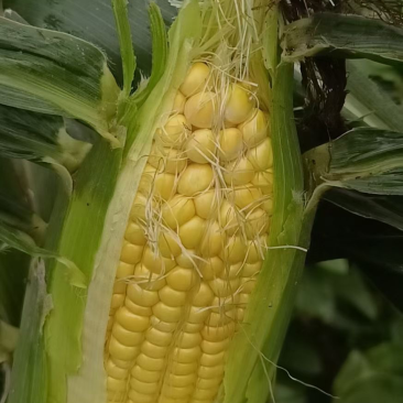 水果玉米大量上市