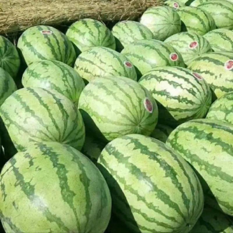 宁夏硒砂瓜金城5号大量发货产地现摘现发商超电商等市