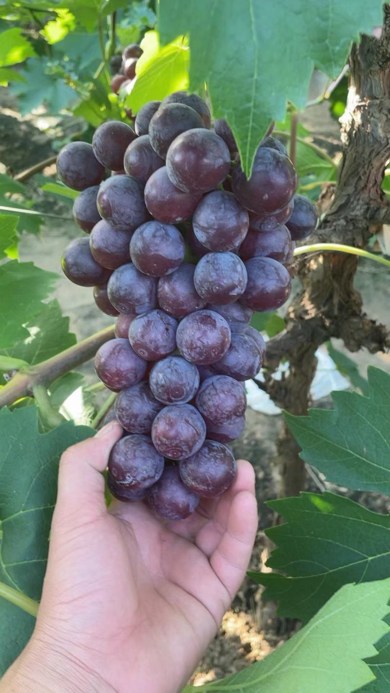 夏黑葡萄
