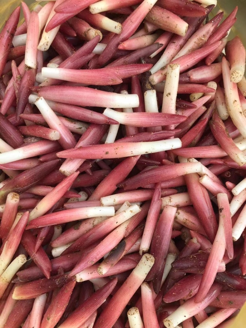 云南阳荷大量上市品种规格齐全