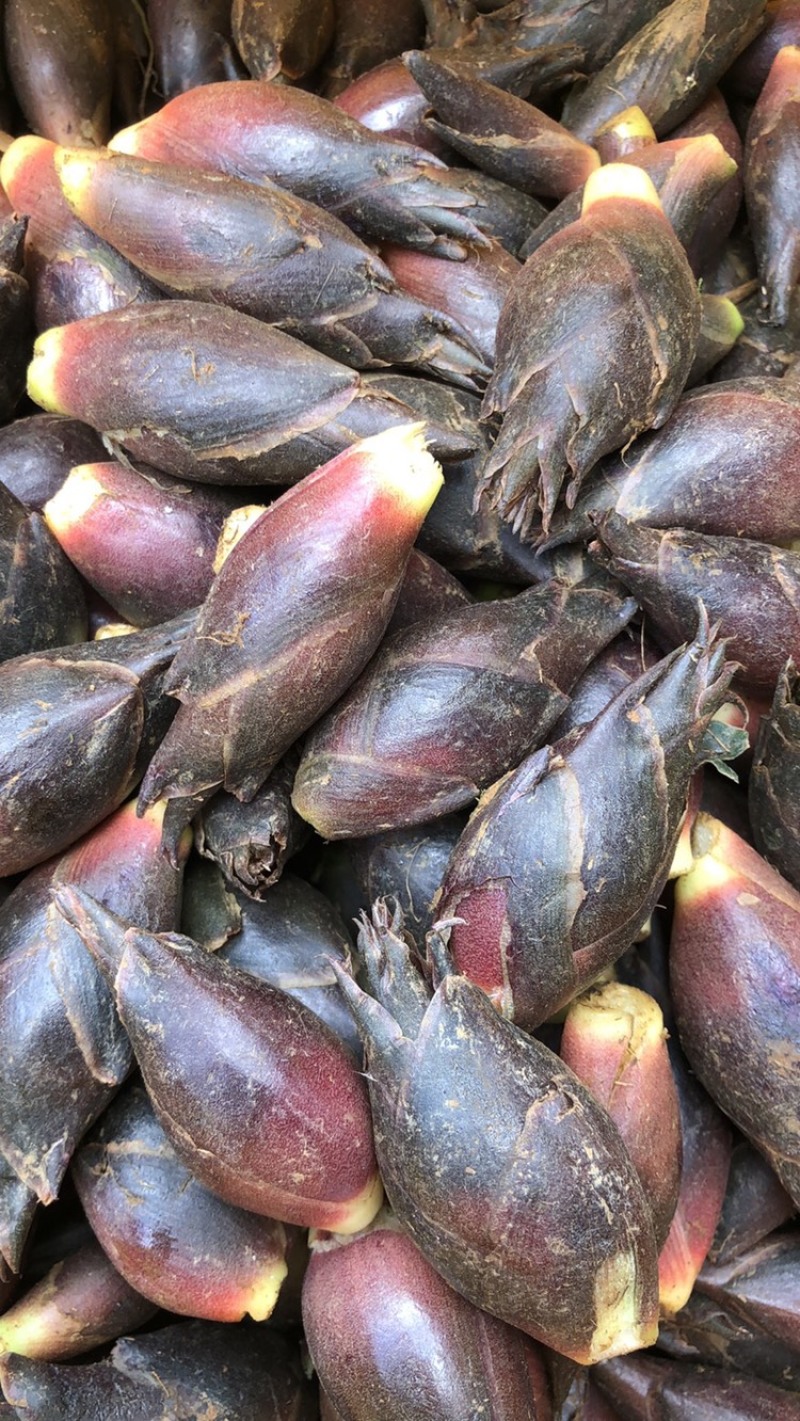云南阳荷大量上市品种规格齐全