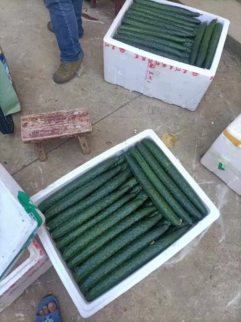 精品黄瓜产地直销欢迎来电咨询