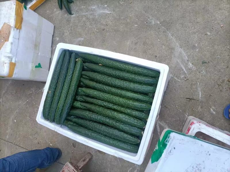 精品黄瓜产地直销欢迎来电咨询