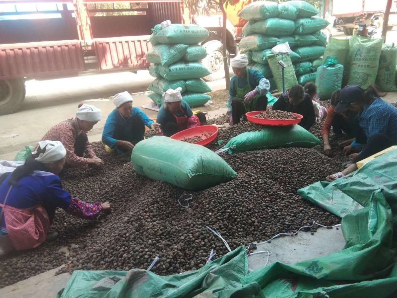 【省内包邮】广西西林野生山茶油雨顺油茶现榨产地直发