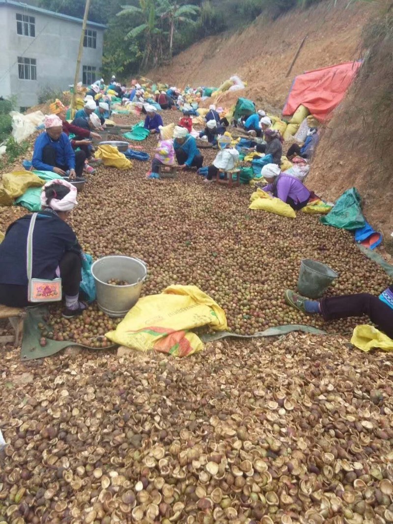 【省内包邮】广西西林野生山茶油雨顺油茶现榨产地直发