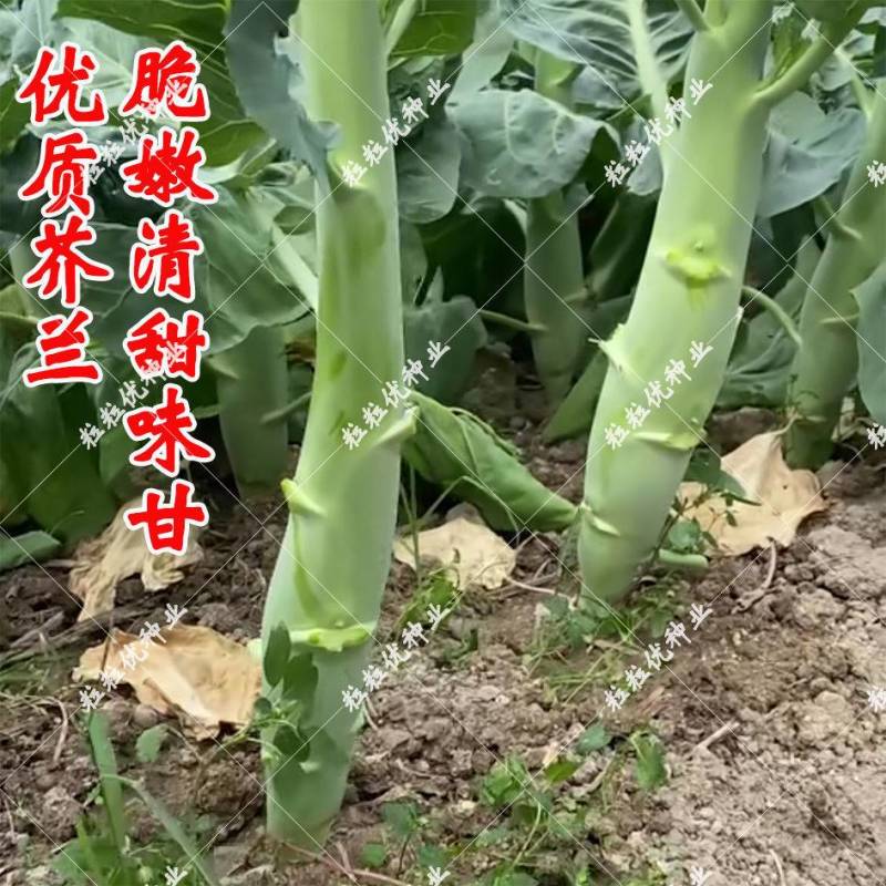 芥兰菜种子广东甜脆鸡腿芥蓝种籽香菇芥兰菜种子南方小介兰菜